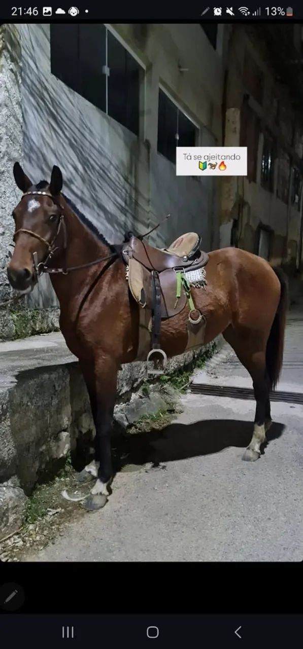 Égua a venda  - Foto 4