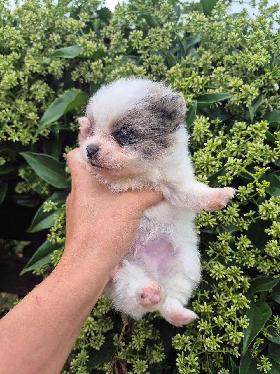 Macho de lulu Merle - Foto 2