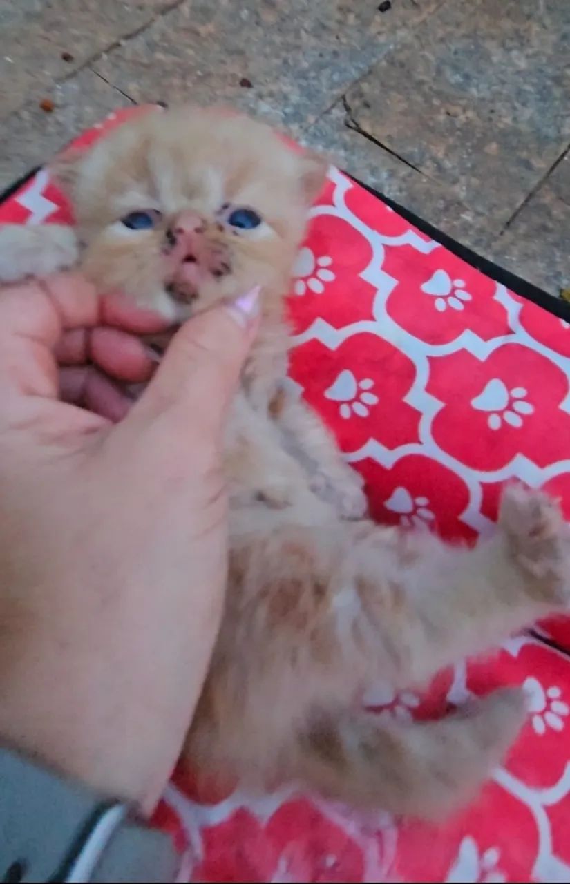 Filhotes de Persa - Foto 2