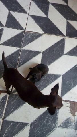 Pinscher 00