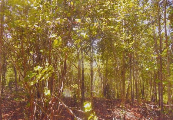 Chácara à venda em Zona rural, Porto seguro cod:55081 - Foto 2