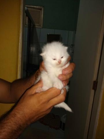 Olha aí que fofura gatos raça persa com 20 dias vamos reserva logo o seu - Foto 5