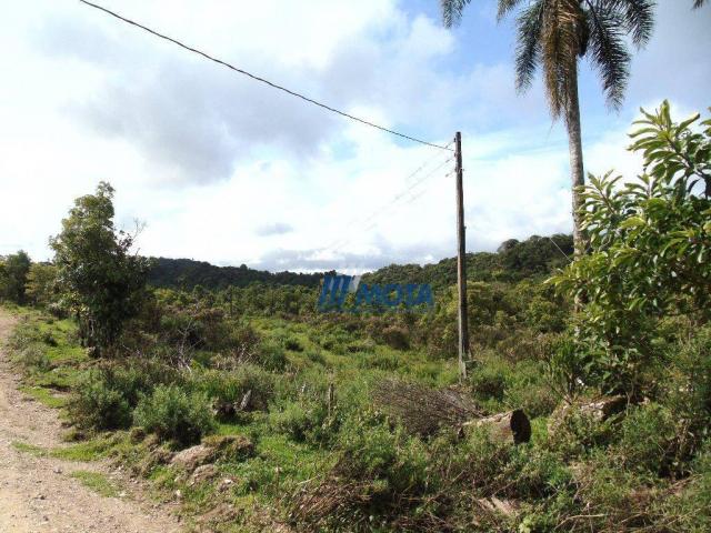 Sítio à venda, 354712 m² por r$ 250.000,00 - miringuava - são josé dos pinhais/pr - Foto 4