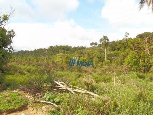 Sítio à venda, 354712 m² por r$ 250.000,00 - miringuava - são josé dos pinhais/pr - Foto 7