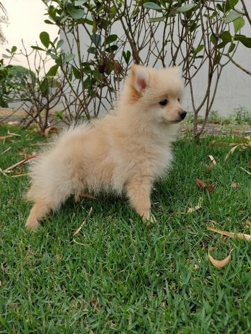 Spitz Alemão Lulu da Pomerânia lindas cores - Foto 3