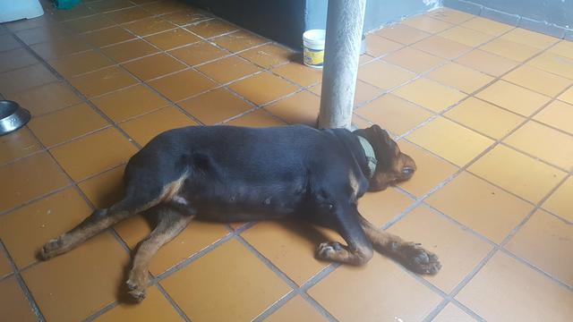Cachorro procura namorada - Foto 3