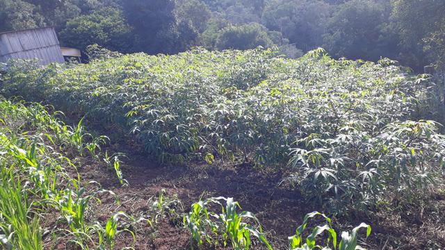 Chácara em almirante Tamandaré - Foto 5