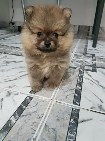 Spitz Alemão Lulu da Pomerânia lindas cores