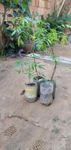 Vendo muda de cajarana - Foto 2
