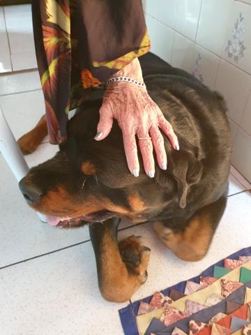 Cachorro procura namorada
