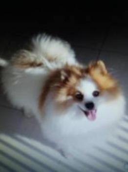 Linda fêmea de lulu da pomerânia anã - Foto 5