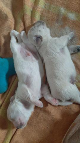 Vende-se cachorro, da raça poodle puro - Foto 3