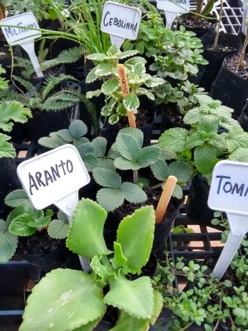 MUDAS DE TEMPEROS ORGÂNICOS - Foto 3