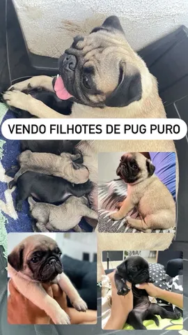 Filhote de Fila Brasileiro em Maceió AL à venda. Compre direto 438369