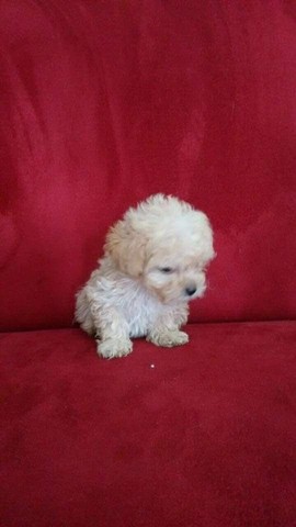 poodle mini toy olx