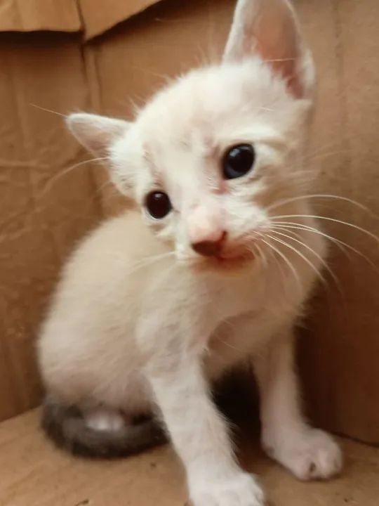 Gatinhos para adoção  - Foto 2