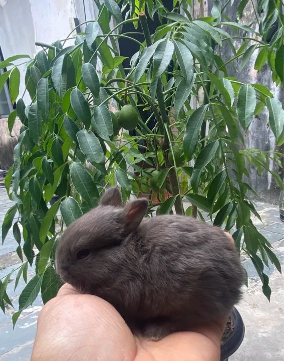 Coelhinho bebê - raça mini - Foto 4