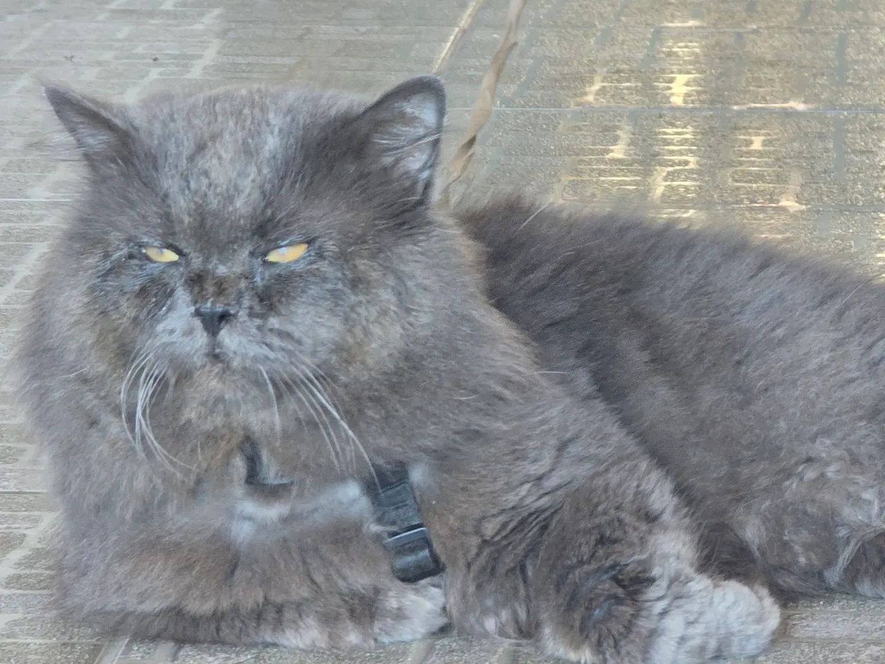 Gatinho persa branco com olhos azuis - Foto 4