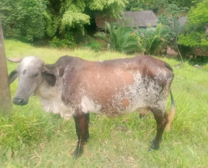 VACA COM BEZERRO - Foto 3