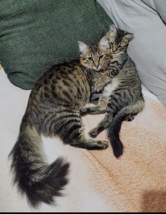Adoção conjunta gatas tigradas. - Foto 3
