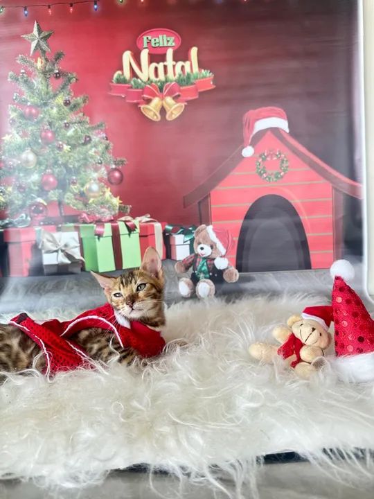  Gatinhos Bengal DISPONÍVEL  - Foto 4