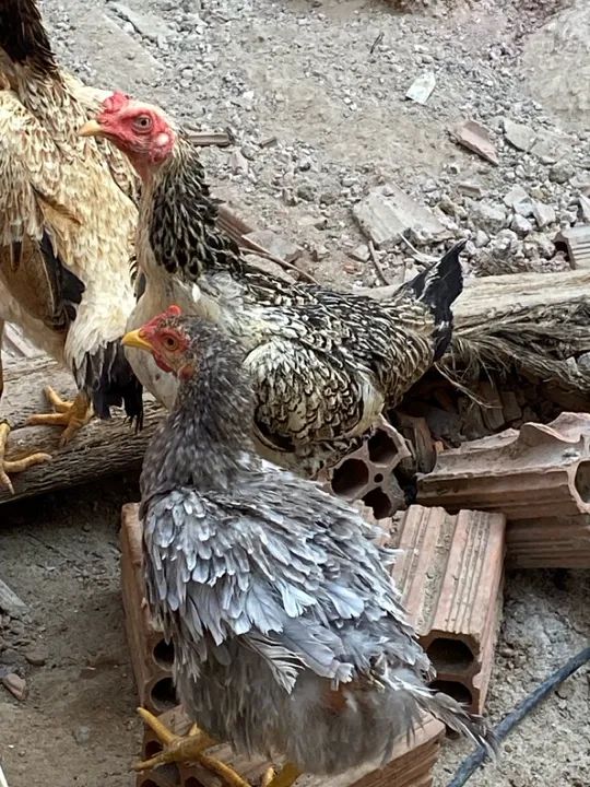 Vendo as 3  - Foto 2