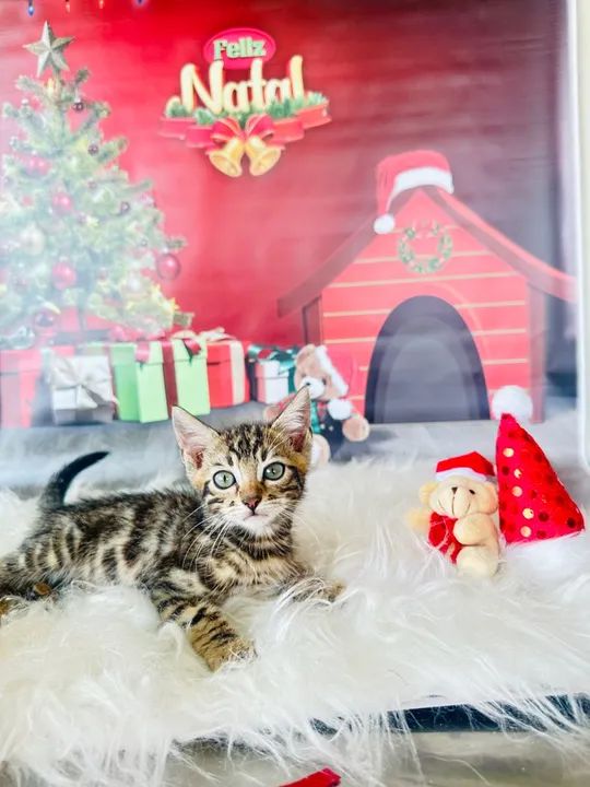  Gatinhos Bengal DISPONÍVEL  - Foto 3