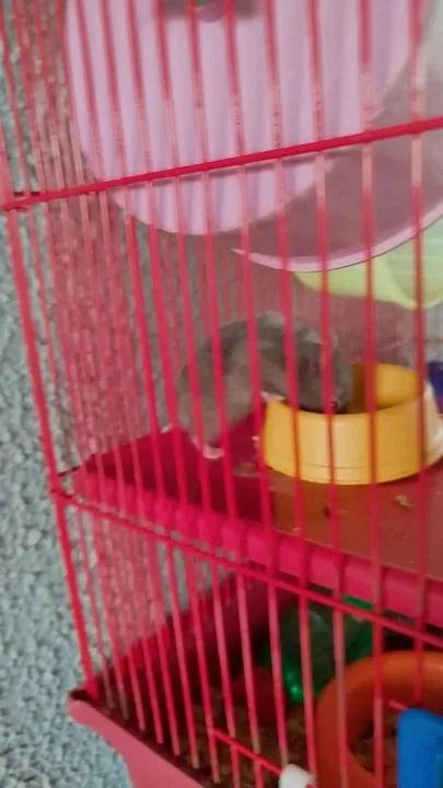 Filhote de Hamster Cinza - Foto 4