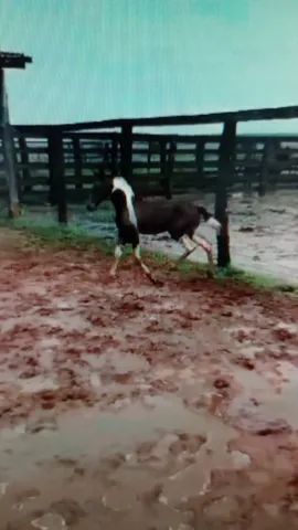 Potra Paint Horse - Foto 4