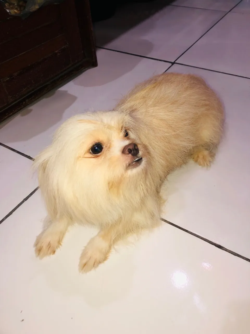 Cachorrinhos com 45 dias de nascido