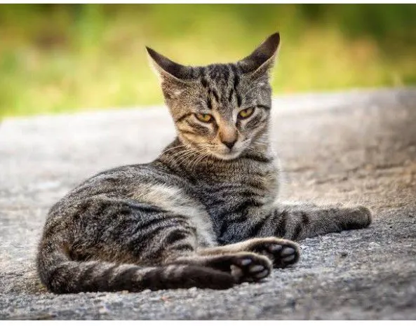 Gatinho Tigrado para Adoção
