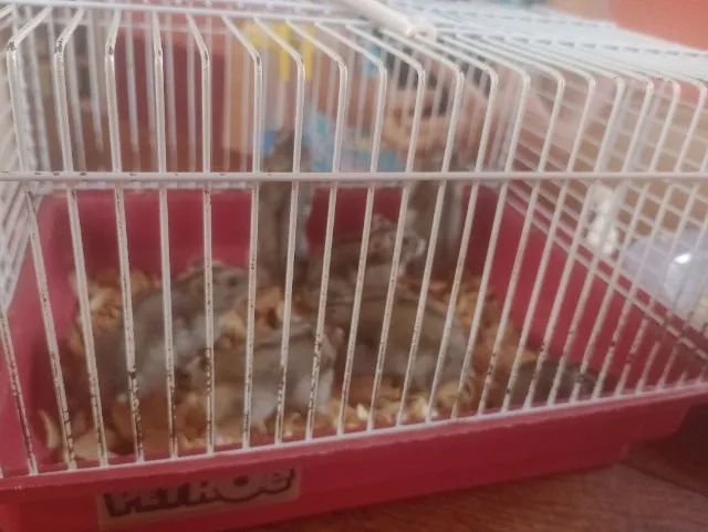 Vendo esses hamsters - Foto 2