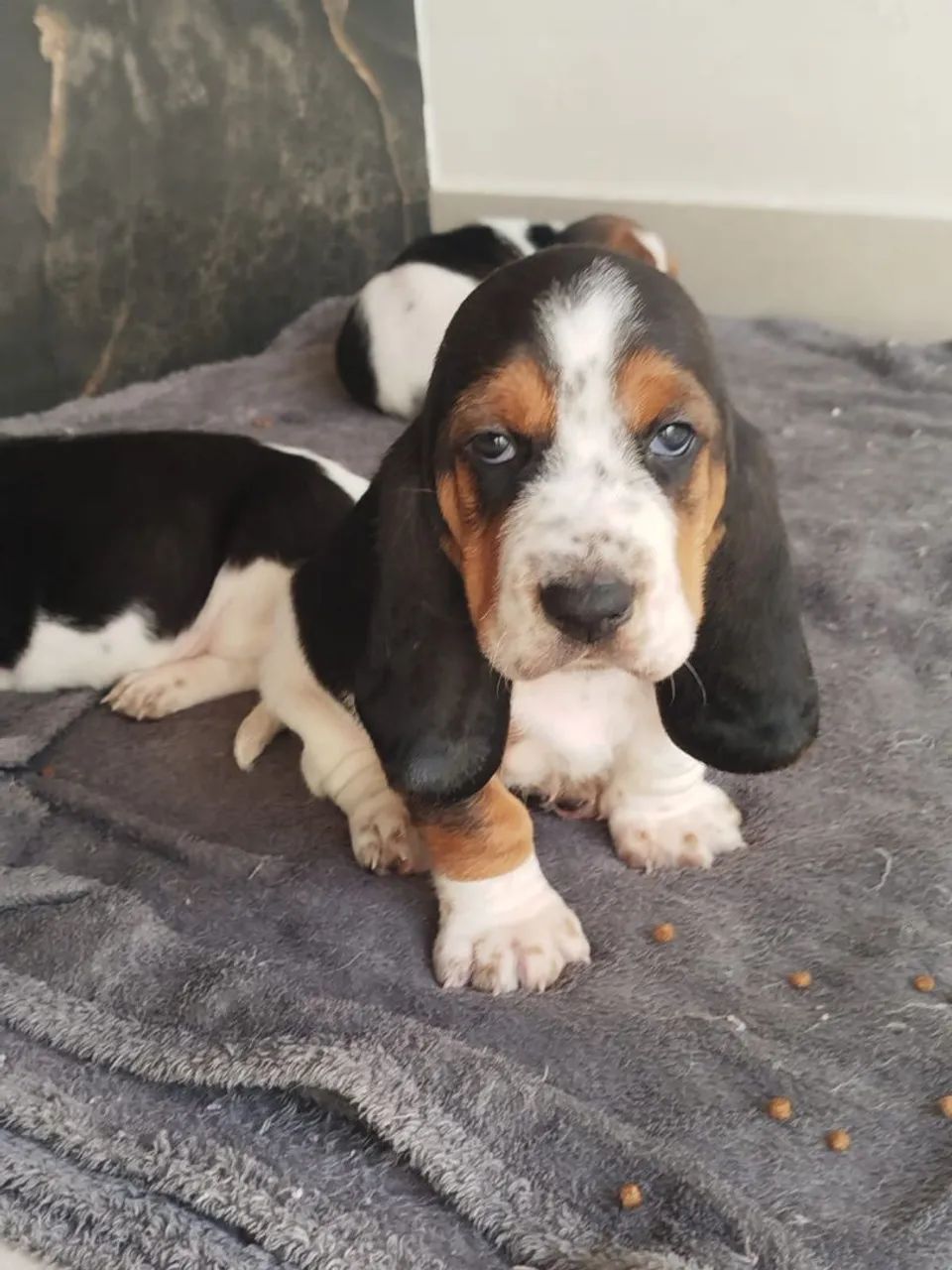 Basset Hound