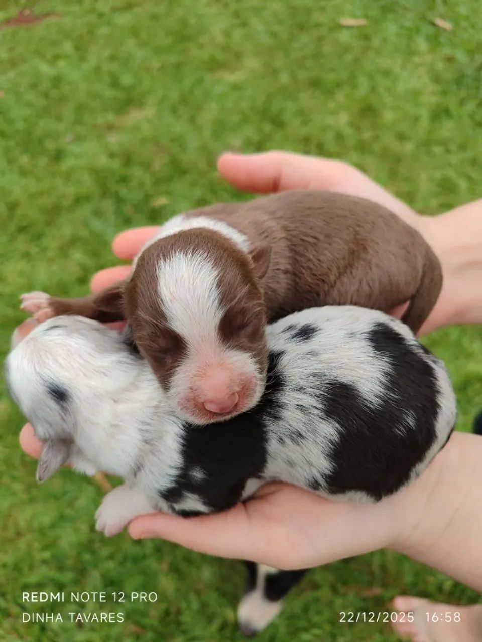 Border Collie - Foto 2