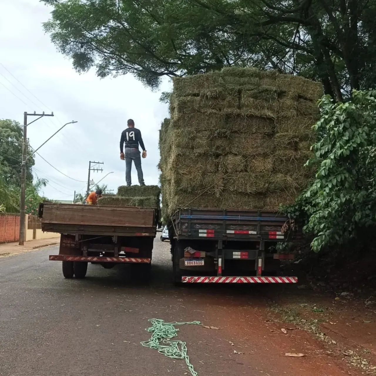 Alfafa para cavalos de alto rendimento  - Foto 2