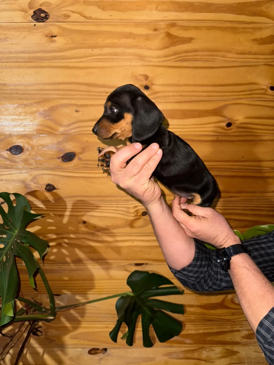 Linda filhote de Dachshund, Salsicha, Basset, Cofap, Teckel disponível 