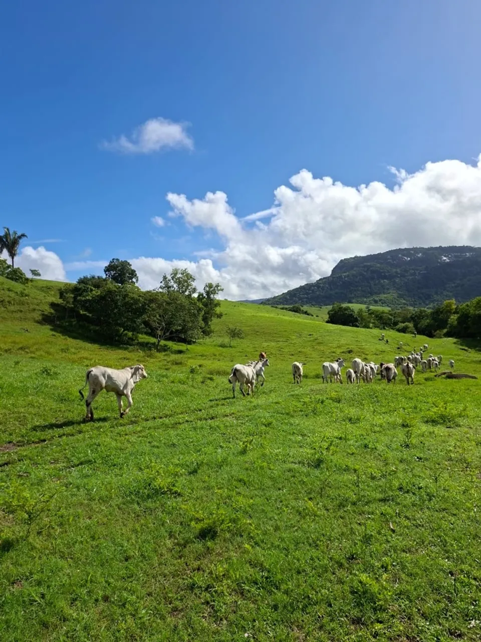 Vende-se Fazenda