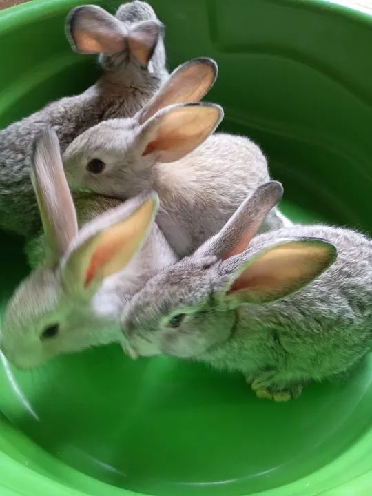 Coelhos gigantes de Flandres  - Foto 2