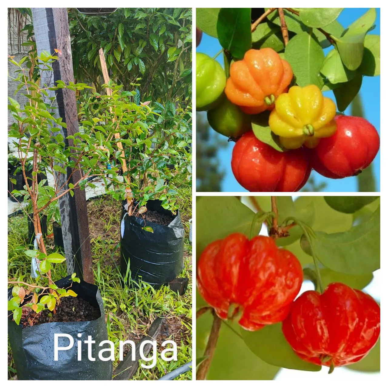 Mudas de Pitanga