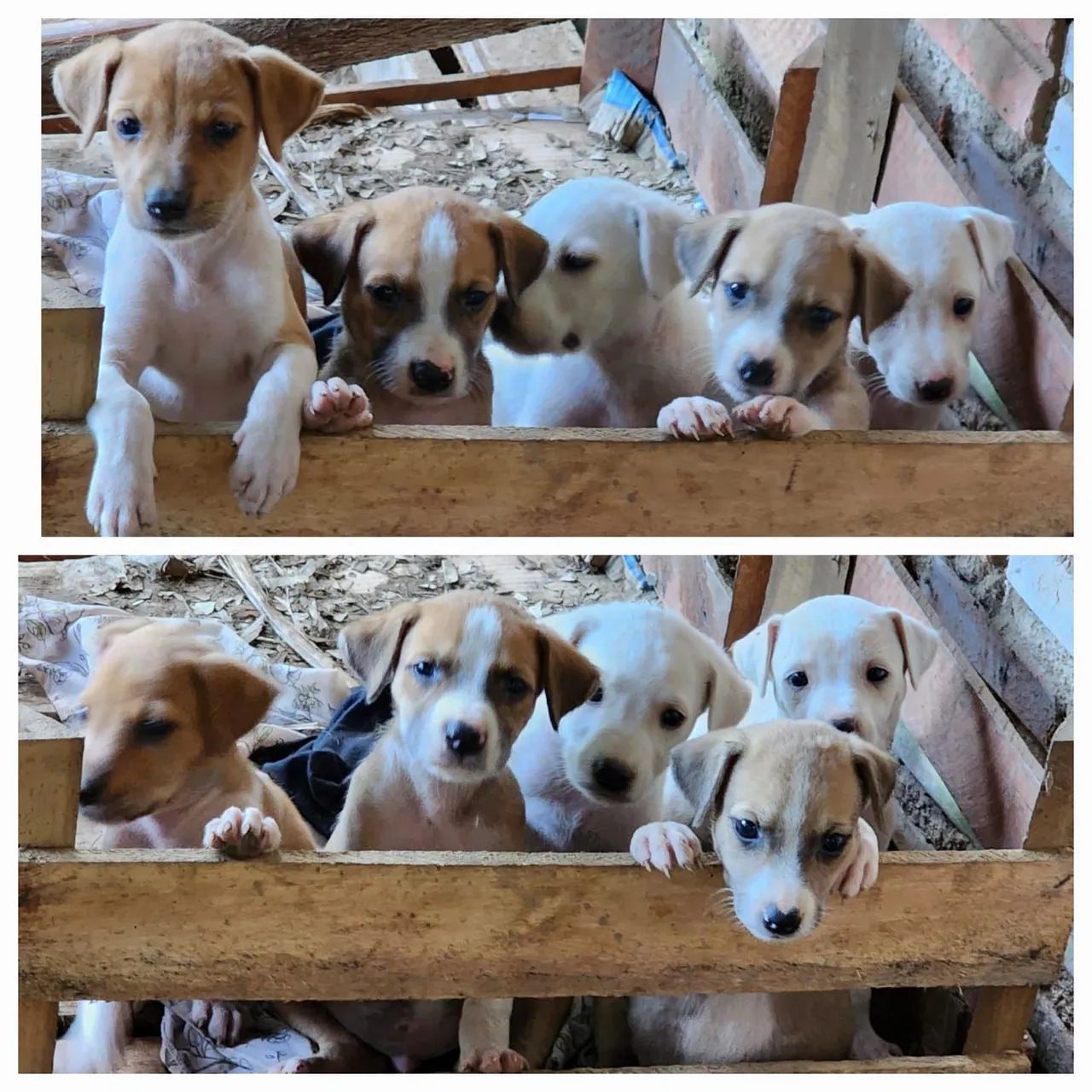 Filhotes de cães adoráveis e brincalhões!