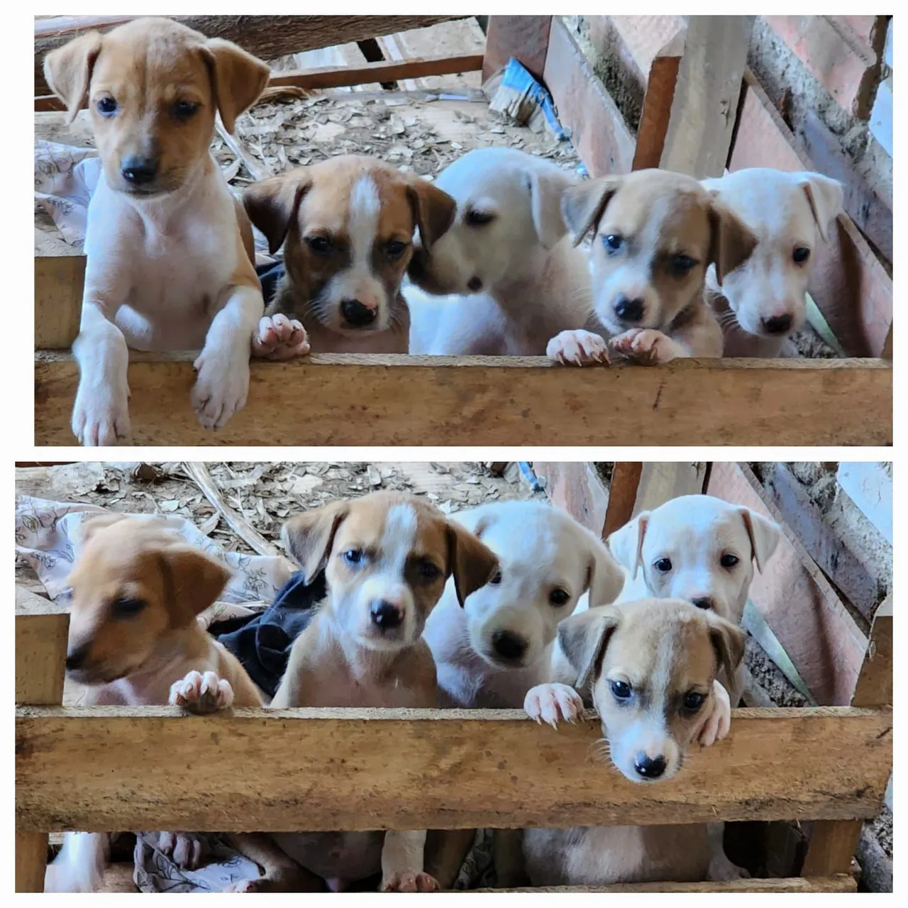 Filhotes de cães adoráveis e brincalhões!