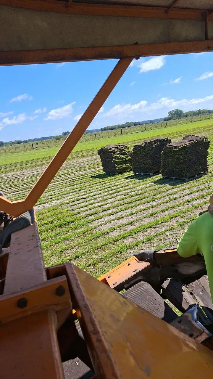 Grama Catarina respin misturada 7,50.    São Carlos  - Foto 2