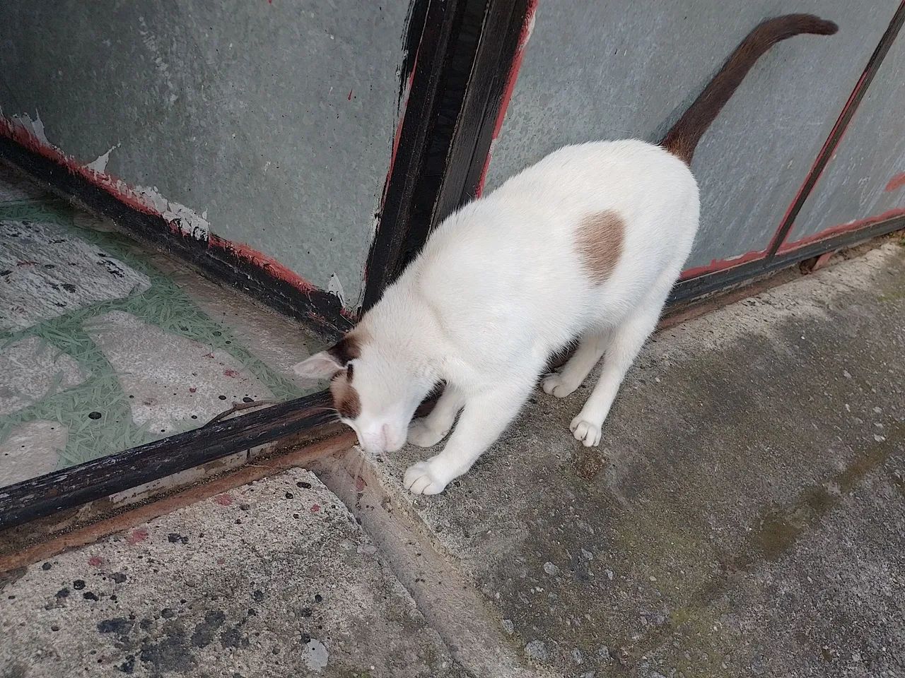 Doação gata castrada sem dono - Foto 3