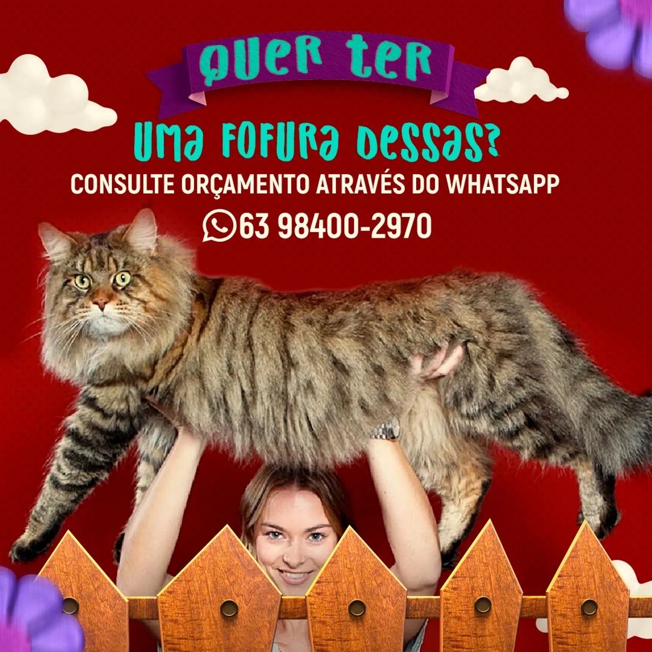 Gatos Maine Coon - Foto 3