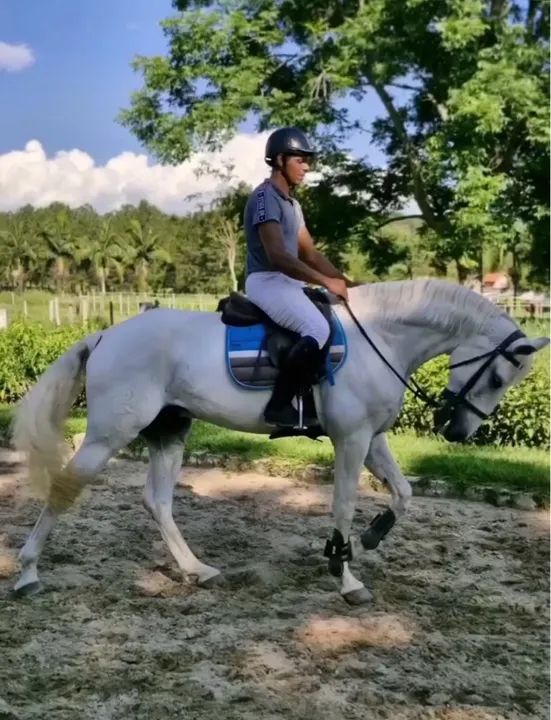 Cavalo Puro Sangue Lusitano - com Registro- salto e adestramento - Foto 2
