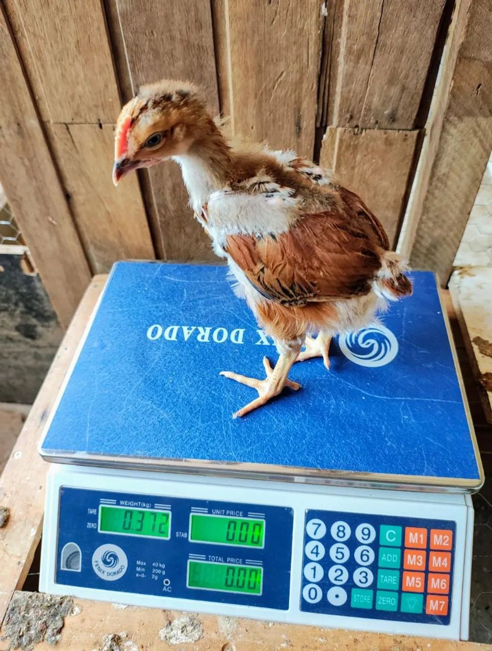 Pintinhos GSB ( GALINHA SERTANEJA BALÃO )