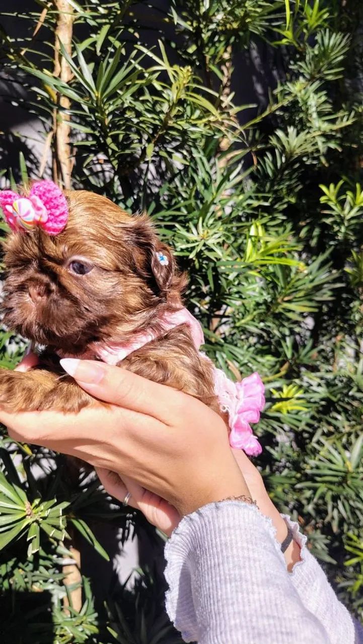 Mini shihtzu fêmea chocolate olhos azuis  - Foto 5