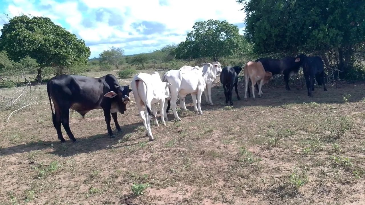 Vendo 8 bezerros para engorda - Foto 6