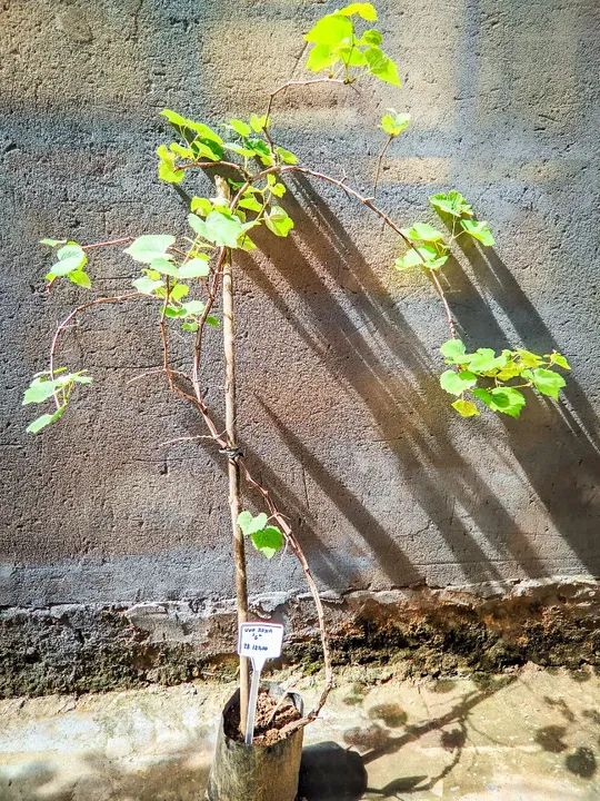 PROMOÇÃO  Muda de Uva Roxa PRODUZINDO  - Foto 3