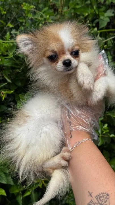 Spitz alemão anao 